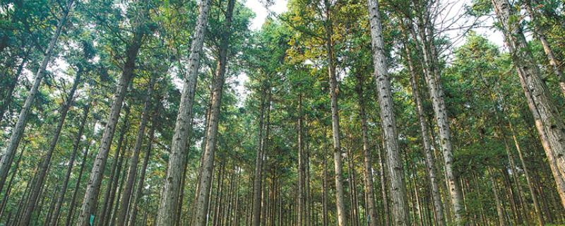 杉木商品林的造林密度，在山洼等地方每公顷栽种1400-1800株