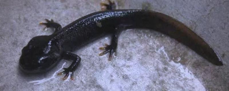 娃娃鱼的分布范围，广泛分布于河北、河南、山西等地