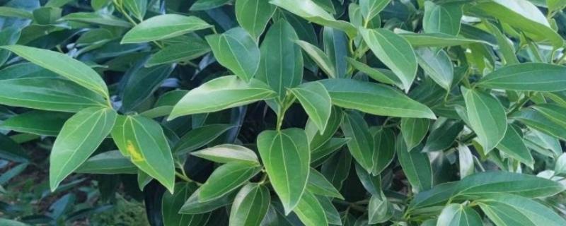 平安树怎么养殖，生长盛期要追施氮磷钾复合肥