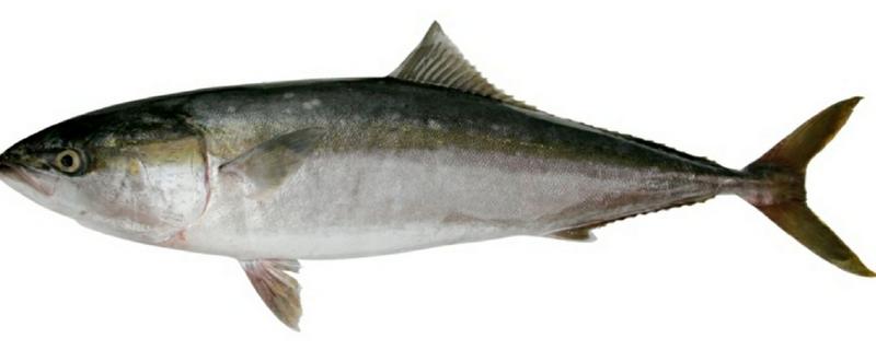 青甘鱼的产地，在日本海及台湾以南海域