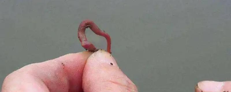 10度以下钓鲫鱼用什么饵料，推荐用活饵