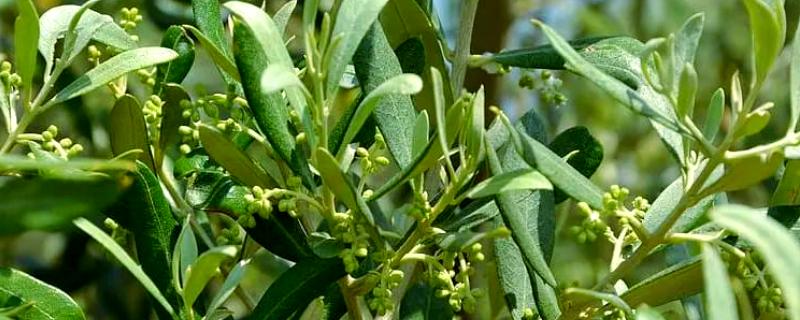 橄榄叶有什么寓意，代表和平、顺利等含义