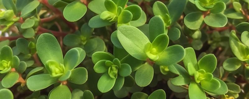 马齿苋怎么管理，旺长期每隔一个月追肥一次
