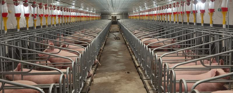 猪舍吊顶用哪种材料隔热保温，彩瓦下面加装气泡镀铝隔热毯