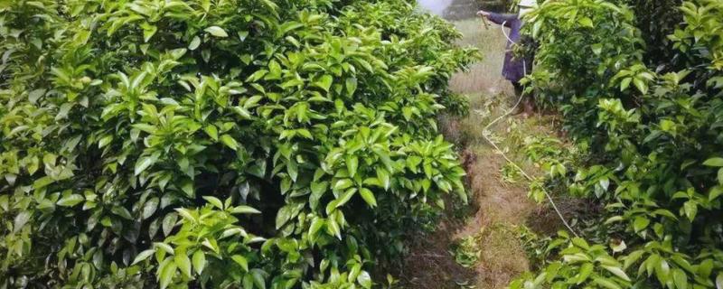柑桔使用壮果肥的时间，在7-9月份施肥可提高产量