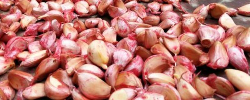 大蒜种植前拌什么药，可以用咯菌腈悬浮种衣剂进行拌种