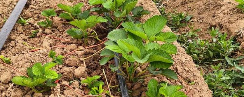 草莓苗的移栽方法，剪除不良叶片带土团移栽