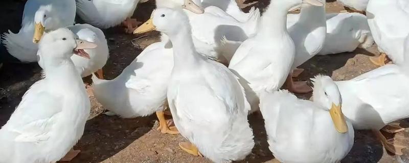 鸭子有多少只脚，用两条腿走路