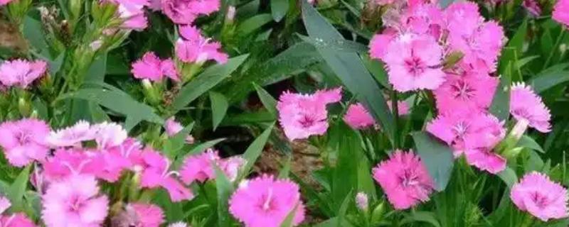 常夏石竹和欧石竹有什么区别，株形、花朵、习性等方面都不同