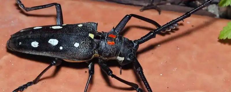 怎么用农药杀天牛，常用药物有高效氯氟氰菊酯乳油等