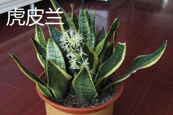 适合卧室养的植物有哪些,常见的有虎皮兰、芦荟等