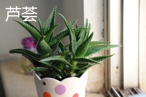 适合卧室养的植物有哪些,常见的有虎皮兰、芦荟等