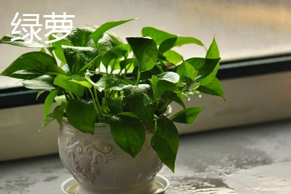 适合卧室养的植物有哪些,常见的有虎皮兰、芦荟等