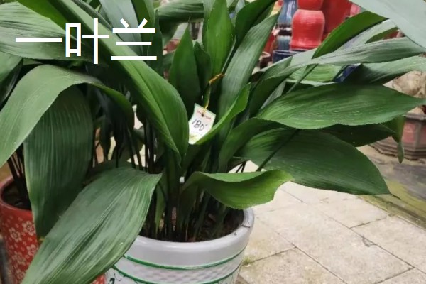 适合卧室养的植物有哪些,常见的有虎皮兰、芦荟等