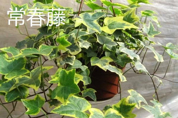 适合卧室养的植物有哪些,常见的有虎皮兰、芦荟等