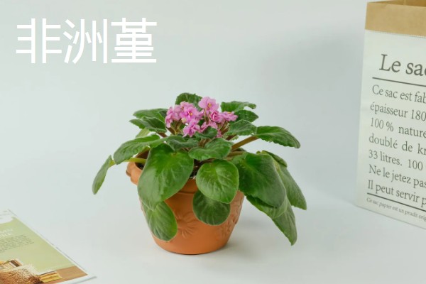 适合卧室养的植物有哪些,常见的有虎皮兰、芦荟等