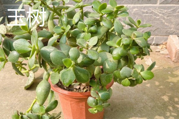 适合卧室养的植物有哪些,常见的有虎皮兰、芦荟等