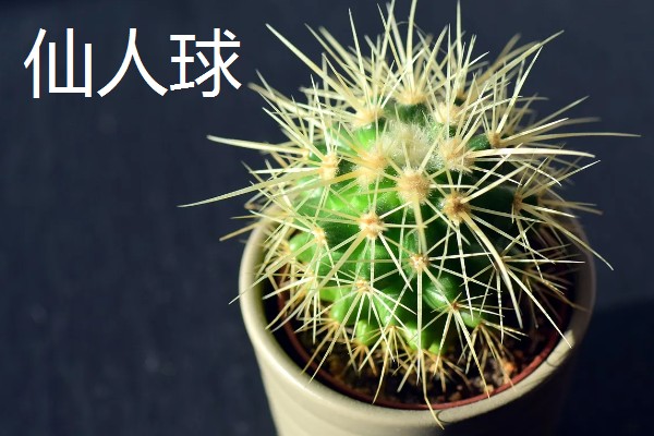 适合卧室养的植物有哪些,常见的有虎皮兰、芦荟等