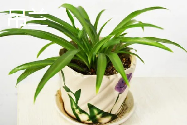 适合卧室养的植物有哪些,常见的有虎皮兰、芦荟等