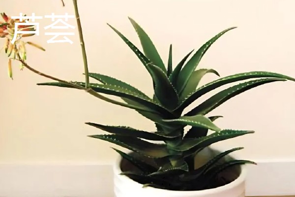 适合卧室养的植物有哪些,常见的有虎皮兰、芦荟等