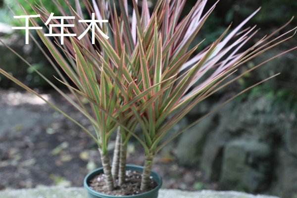 适合卧室养的植物有哪些,常见的有虎皮兰、芦荟等