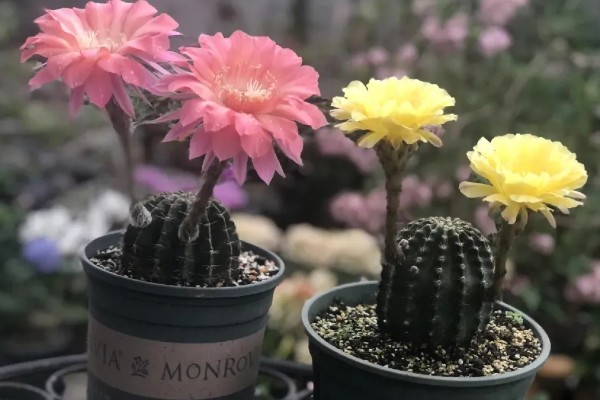 仙人球一年开多少次花,一年会开1-3次花