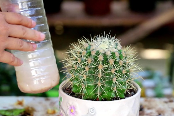 仙人球一年开多少次花,一年会开1-3次花