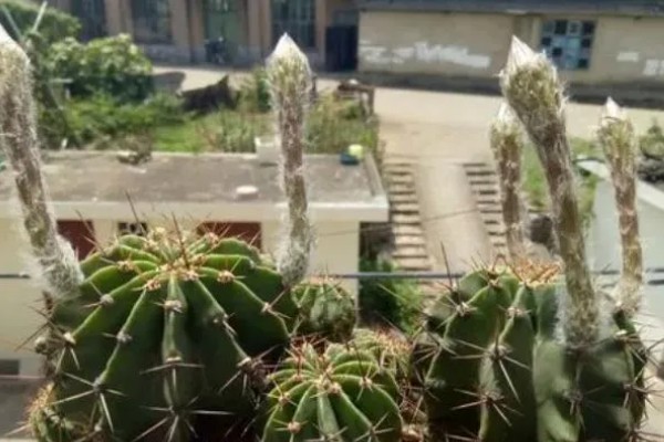 仙人球一年开多少次花,一年会开1-3次花