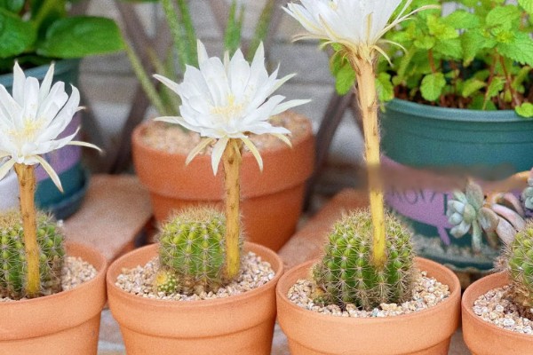 仙人球一年开多少次花,一年会开1-3次花