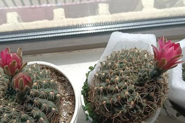 仙人球一年开多少次花,一年会开1-3次花