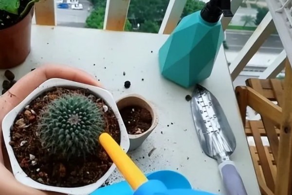 仙人球一年开多少次花,一年会开1-3次花