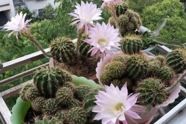 仙人球一年开多少次花,一年会开1-3次花