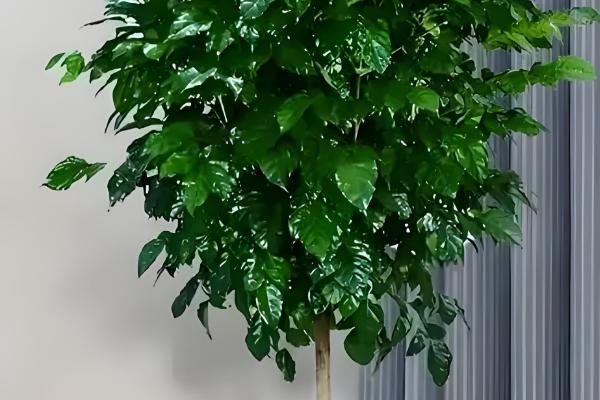 富贵树叶子发软下垂怎么处理，需要立刻为其修剪