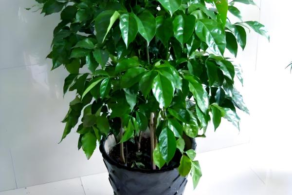 富贵树叶子发软下垂怎么处理，需要立刻为其修剪