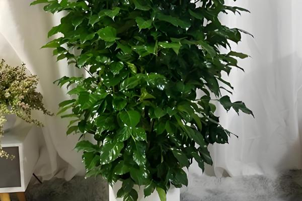 富贵树叶子发软下垂怎么处理，需要立刻为其修剪