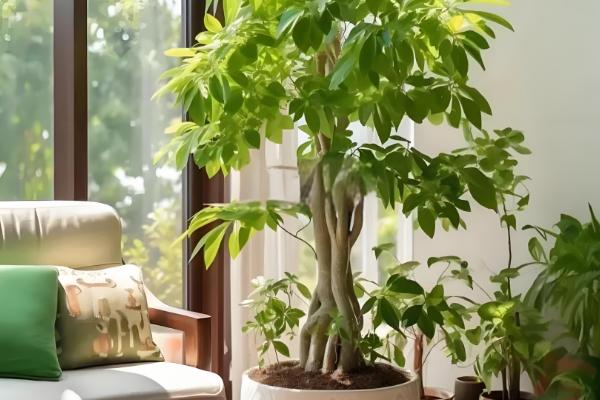 富贵树叶子发软下垂怎么处理，需要立刻为其修剪