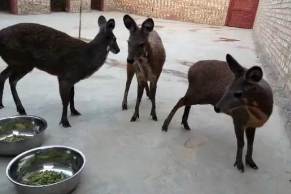 怎么人工养殖麝,每天至少投喂3次