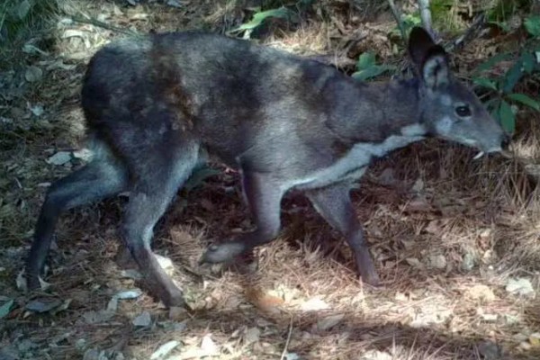 怎么人工养殖麝,每天至少投喂3次