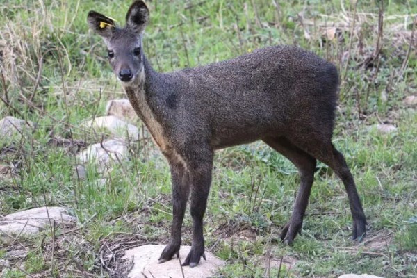 怎么人工养殖麝,每天至少投喂3次
