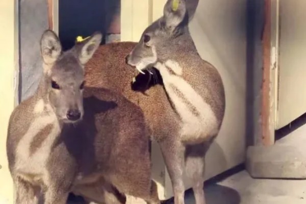 怎么人工养殖麝,每天至少投喂3次