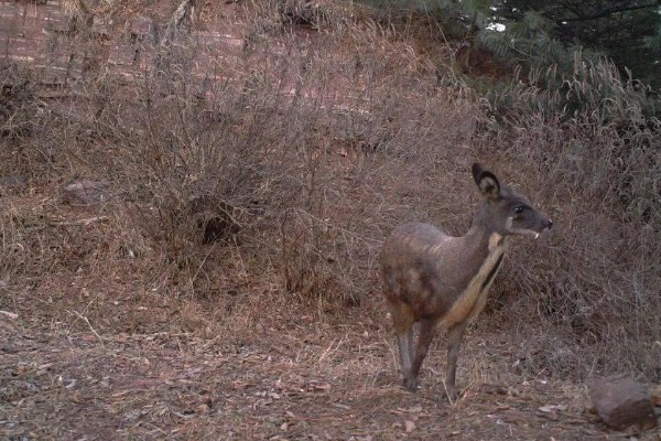怎么人工养殖麝,每天至少投喂3次