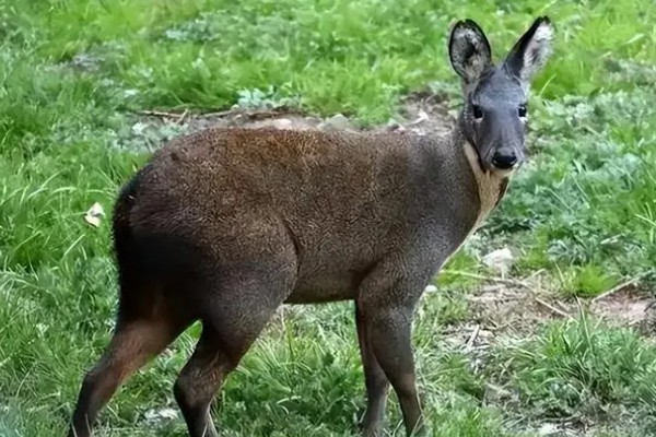 怎么人工养殖麝,每天至少投喂3次