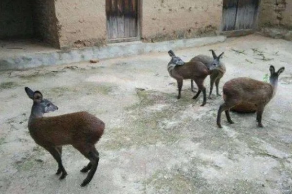 怎么人工养殖麝,每天至少投喂3次