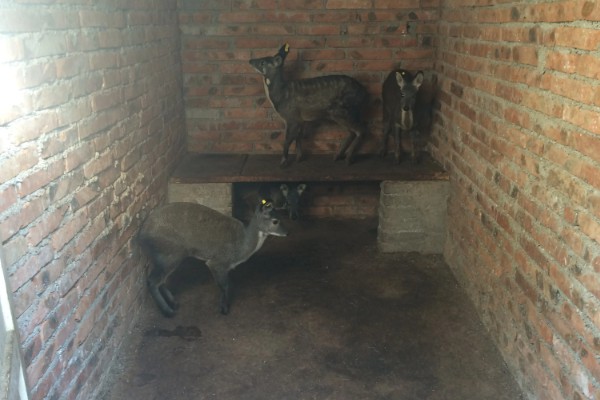 怎么人工养殖麝,每天至少投喂3次