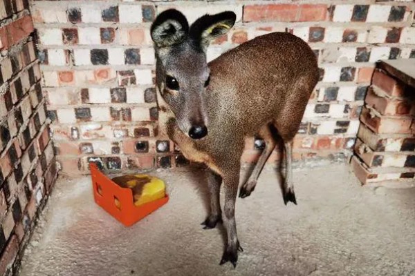 怎么人工养殖麝,每天至少投喂3次