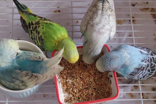 虎皮鹦鹉怕不怕冷，虎皮鹦鹉比较怕冷