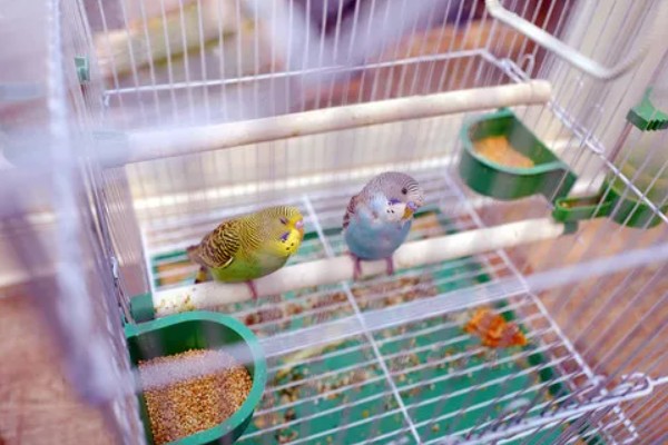 虎皮鹦鹉怕不怕冷，虎皮鹦鹉比较怕冷