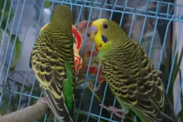 虎皮鹦鹉怕不怕冷，虎皮鹦鹉比较怕冷