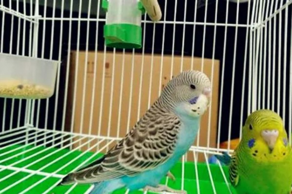 虎皮鹦鹉怕不怕冷，虎皮鹦鹉比较怕冷