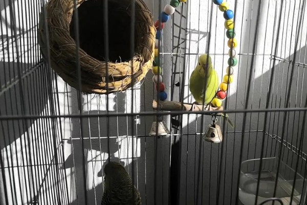 虎皮鹦鹉怕不怕冷，虎皮鹦鹉比较怕冷